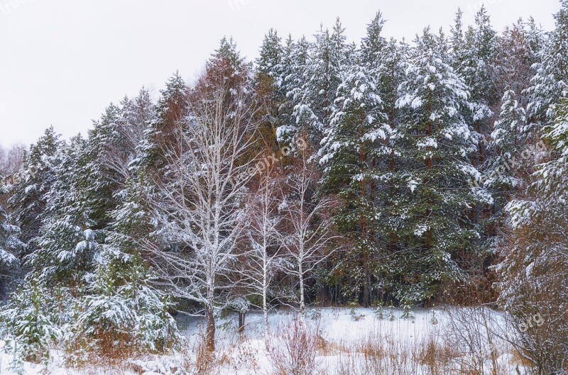 Forest Snow Winter Forest Winter Trees