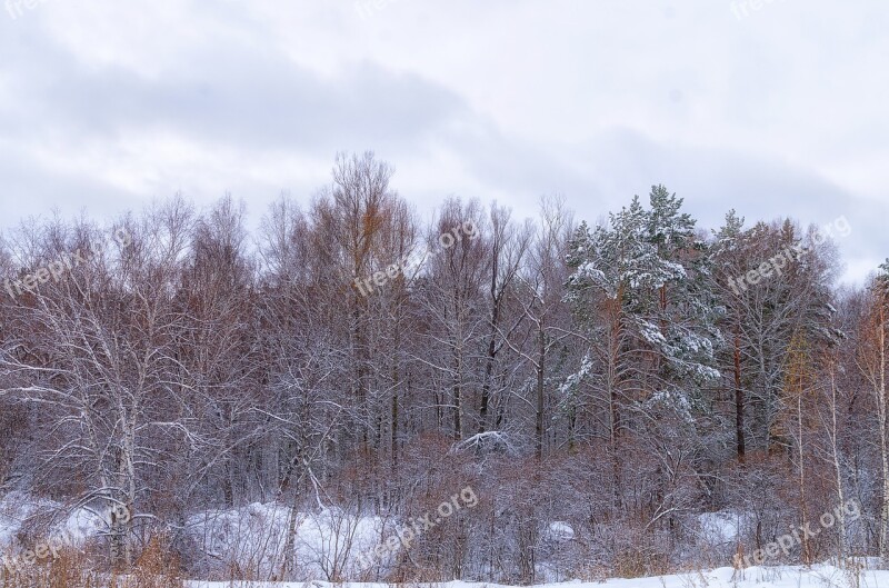 Forest Snow Cloud Winter Winter Forest