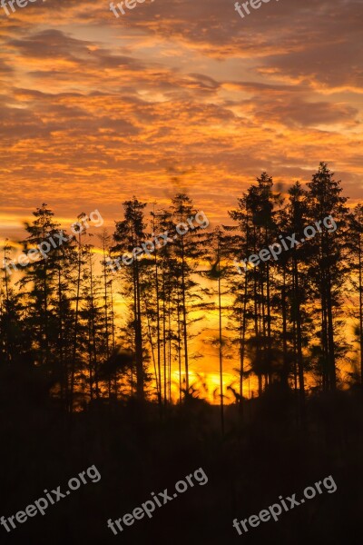 Morning Sun åmosen Sunrise Orange Sky Trees