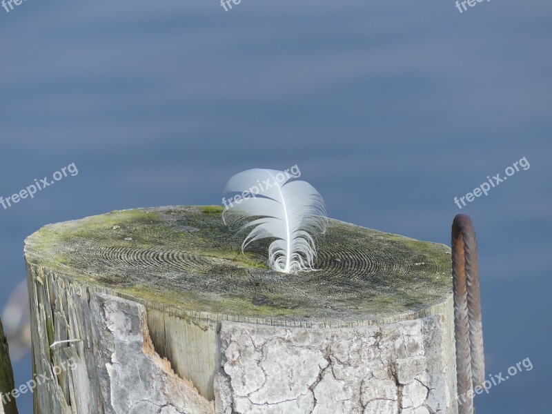 Feather Tree Stump Water Slightly Iron Rod