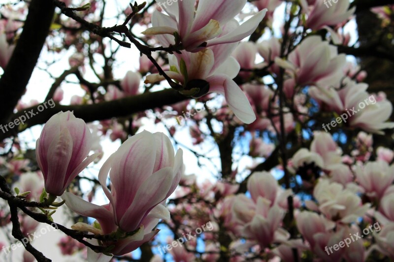 Magnolia Tree Magnolia Flowers Pink Blossom