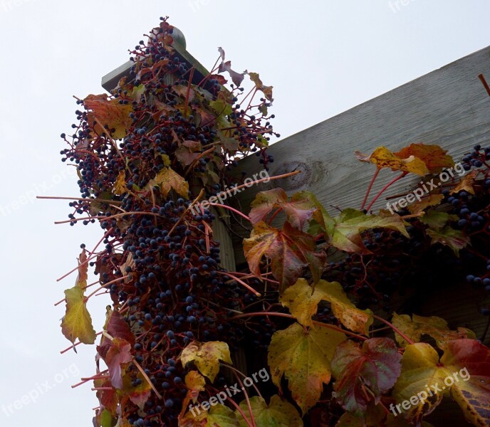 Grapes Fall Viticulture Winery Onalaska