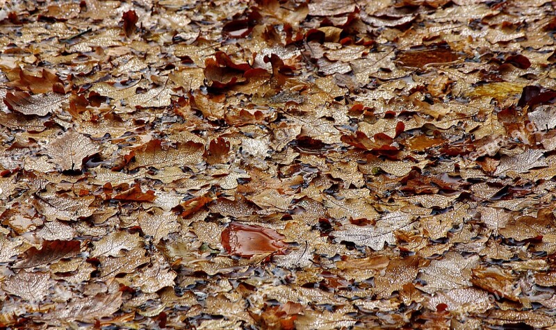 Leaves Autumn Fall Foliage Leaves On Water Free Photos