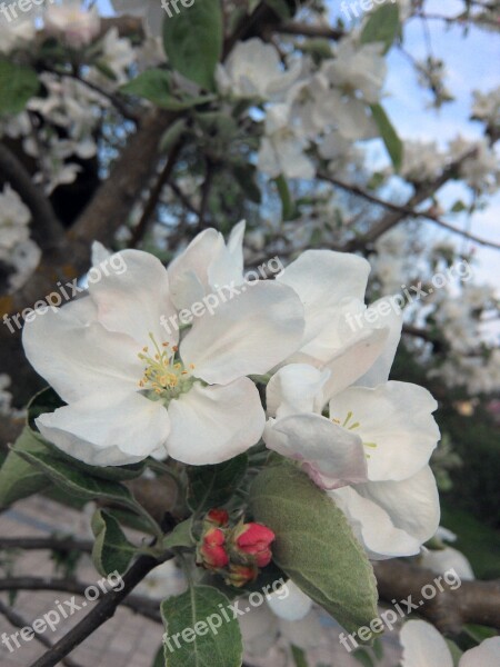 Spring Apple Tree Blossom White Free Photos