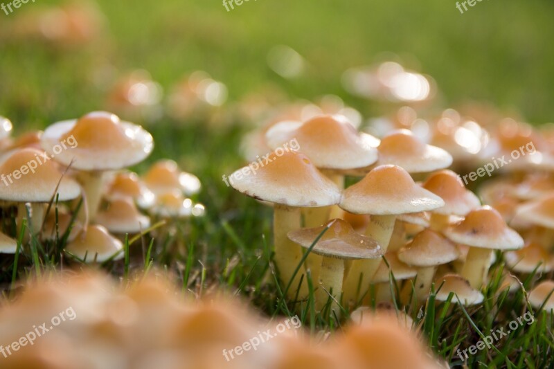 Mushrooms Meadow Autumn Raindrop Nature