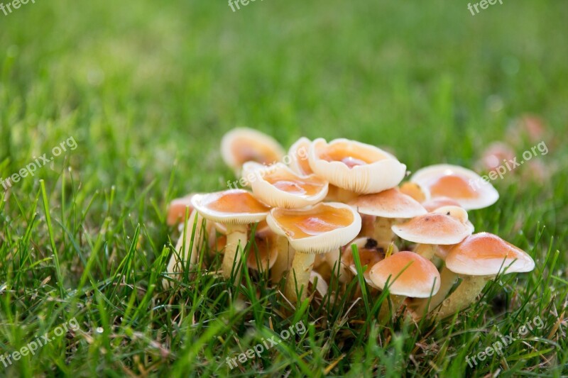 Mushrooms Meadow Autumn Raindrop Nature