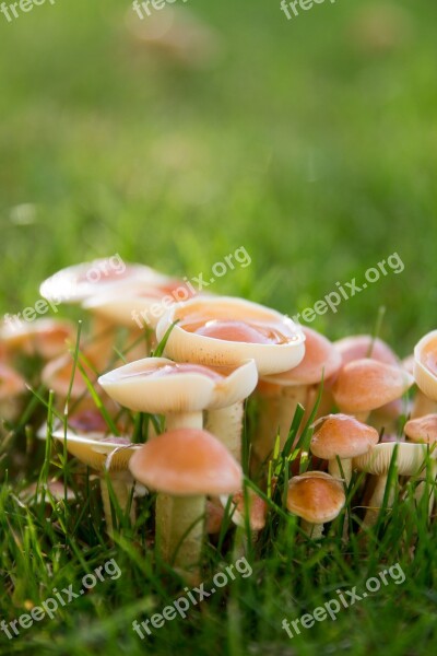 Mushrooms Meadow Autumn Raindrop Nature