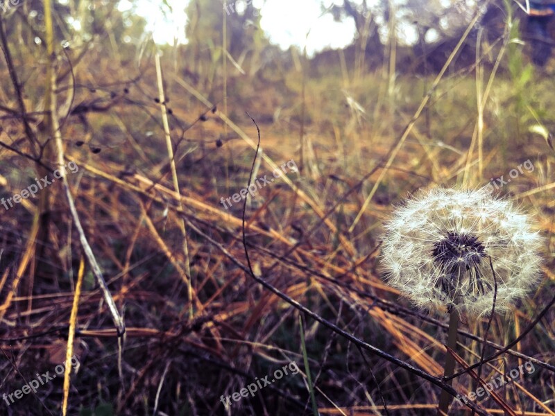 Dandelion Field Widlflowers Nature Spring