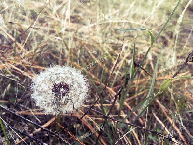 Dandelion Field Widlflowers Nature Spring