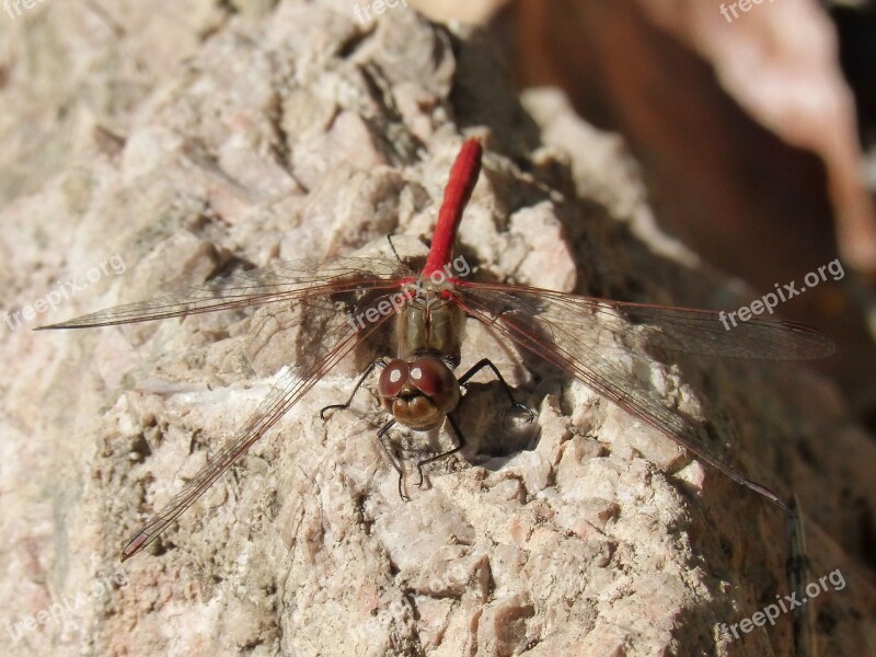 Dragonfly Red Dragonfly Sympetrum Striolatum Winged Insect Libelulido