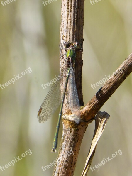 Dragonfly Green Dragonfly Rosemary Winged Insect Calopteryx Xanthostoma