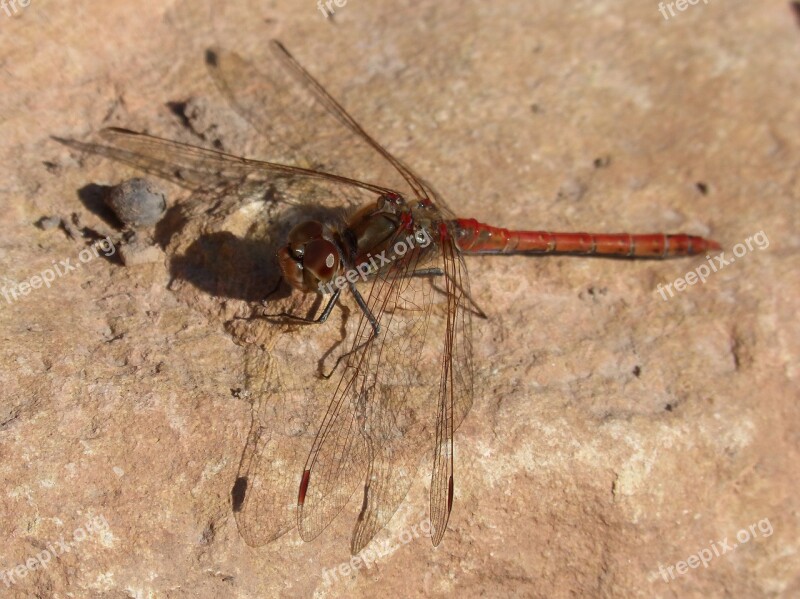 Dragonfly Red Dragonfly Rock Winged Insect Sympetrum Striolatum