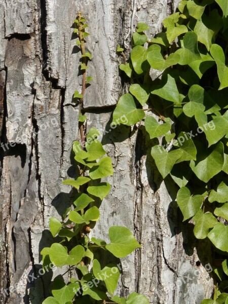 Bark Tree Ivy Vine Tree Bark Texture