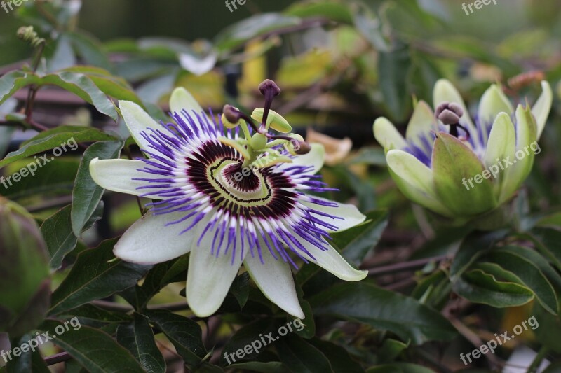 Passion Flower Purple Flower Close Up Flower Pistil