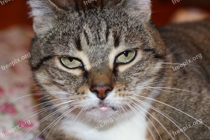 Cat Cat's Eyes Hypnosis Chill Out Free Photos