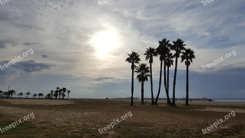 Beach Palm Tree Coma-rruga Free Photos