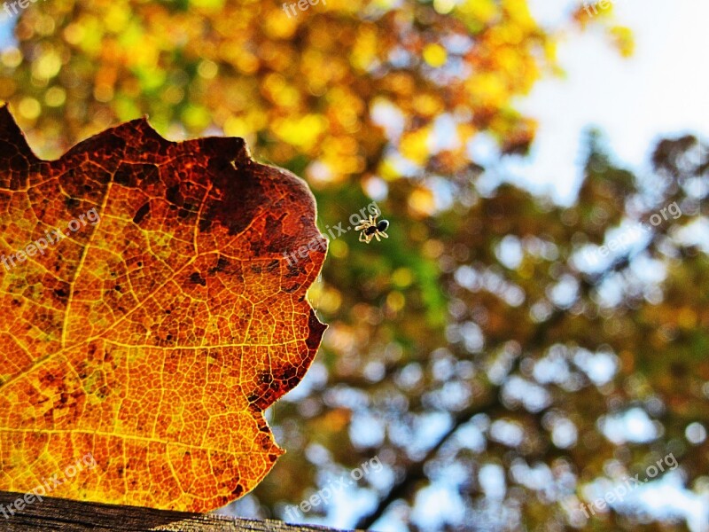 Autumn Leaf Macro Spin Veins Autumn