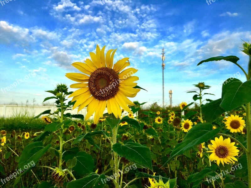 Sunflower Sun Flower Flower Flowers Free Photos