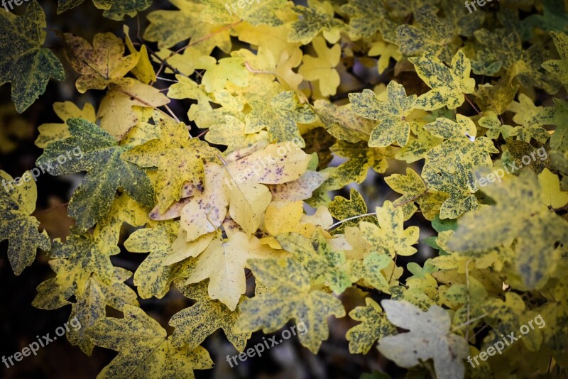 Autumn Leaves Forest Fall Foliage Fall Color