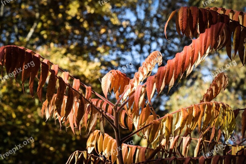 Autumn Leaves Forest Fall Foliage Fall Color