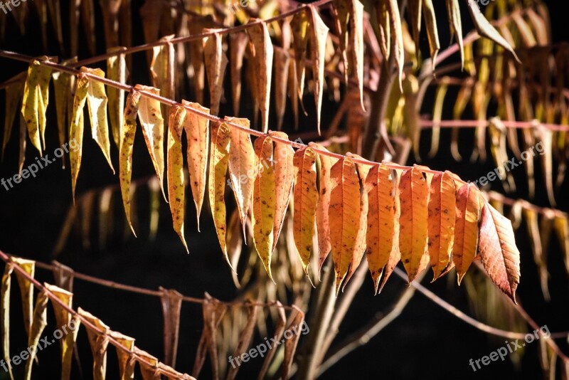 Autumn Leaves Forest Fall Foliage Fall Color