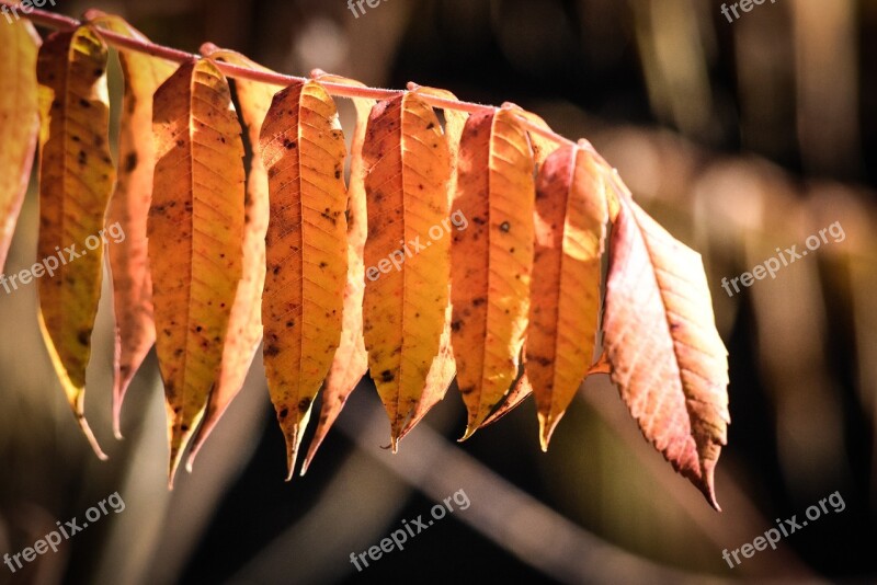 Autumn Leaves Forest Fall Foliage Fall Color