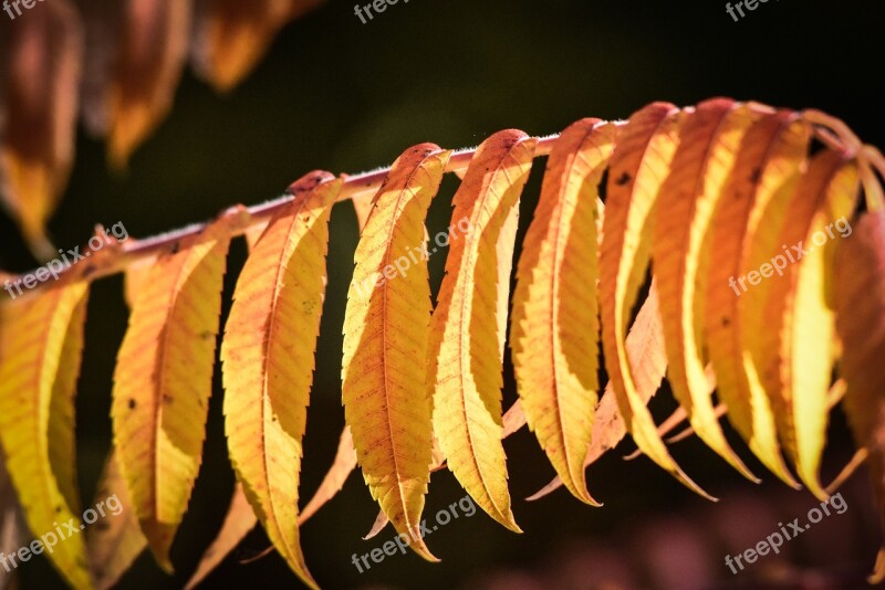 Autumn Leaves Forest Fall Foliage Fall Color