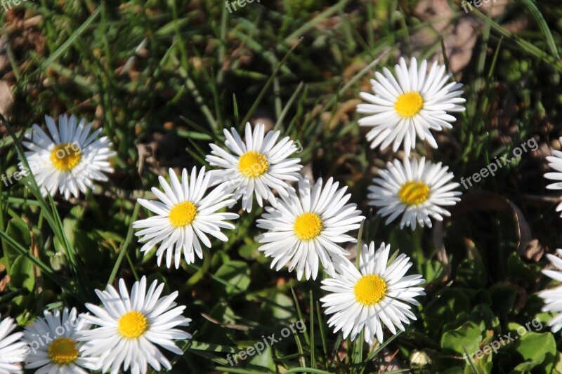 Spring Flowers Nature Bloom Meadow