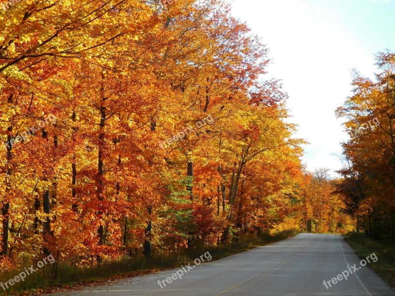 Autumn Colorful Leaves Trees Landscape