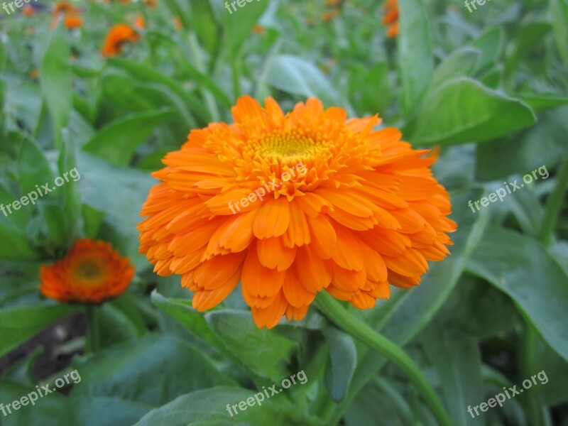 Flower Orange Flowers Orange Nature Garden