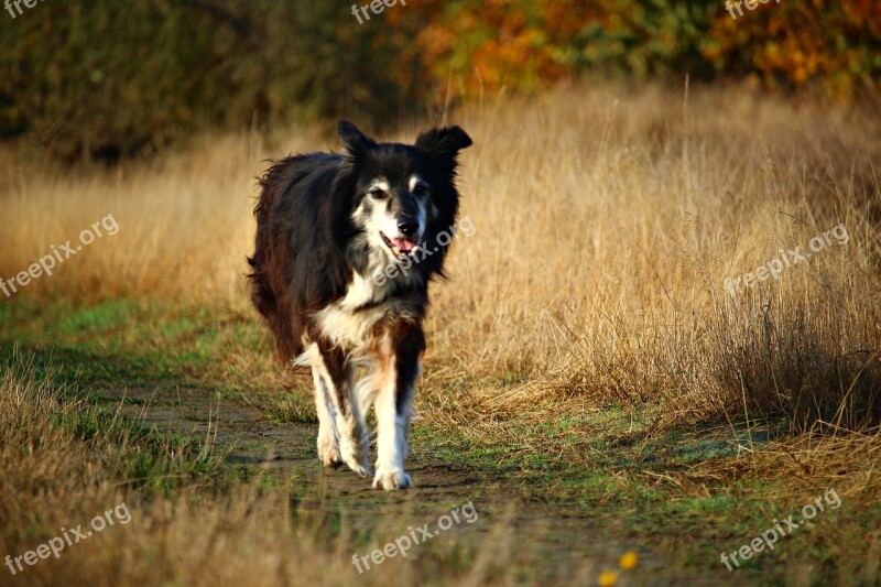 Border Dog Herding Dog Purebred Dog Border Collie