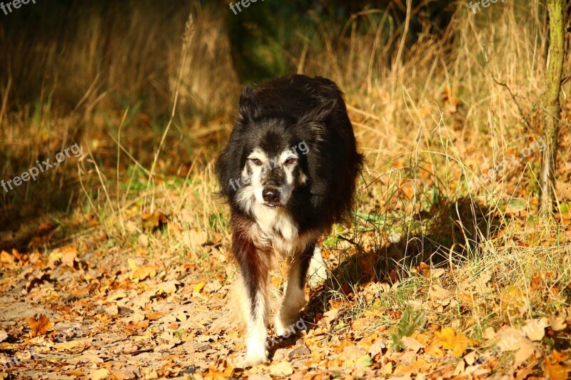 Dog Border Herding Dog Border Collie Collie