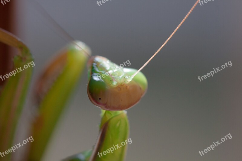 Praying Mantis Insect Macro Fishing Locust Animal