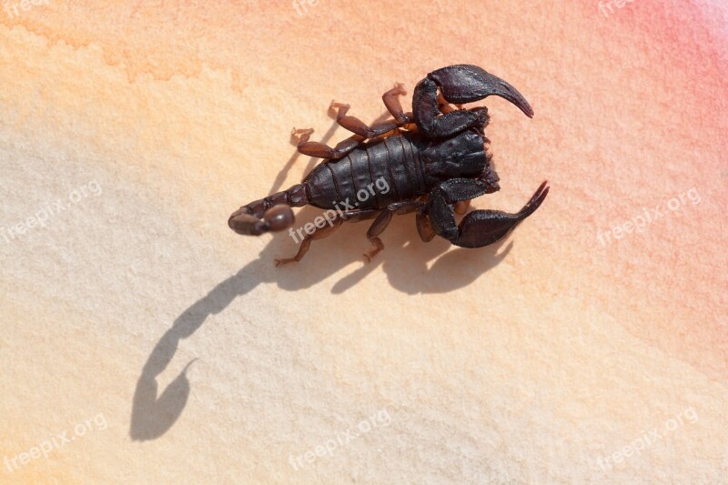 Scorpio Androctonus Crassicauda Gripper Sting Attack