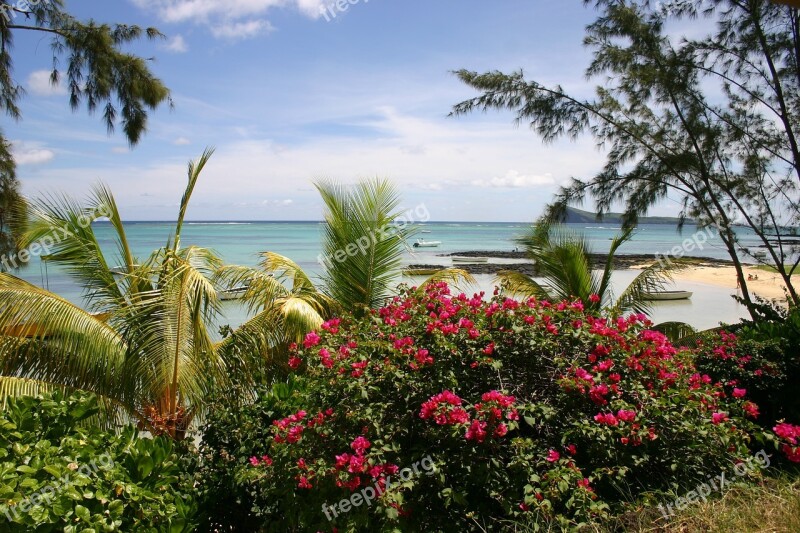 Mauritius Beach Palm Trees Free Photos