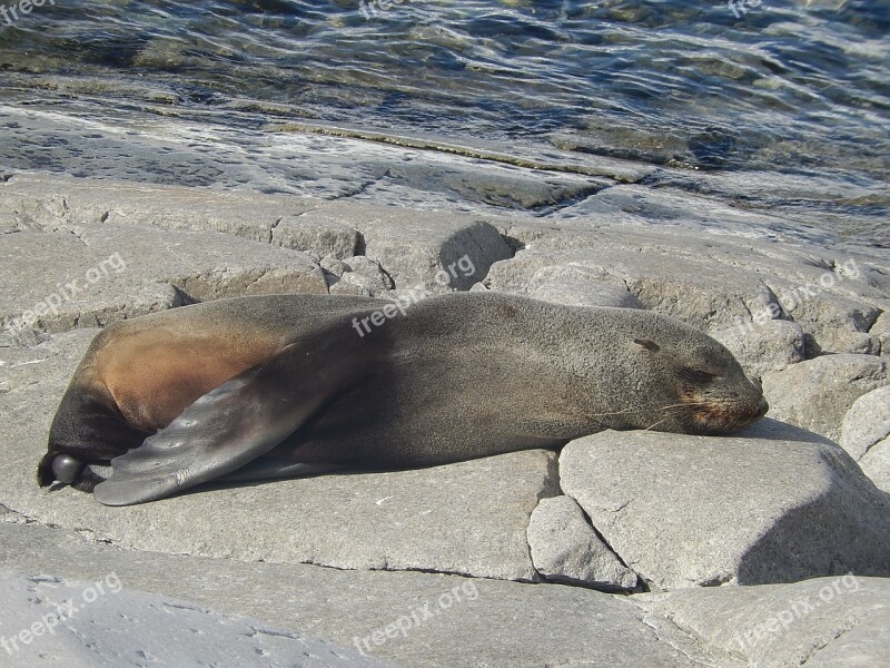 Seal Nature Rock Relaxation Wildlife