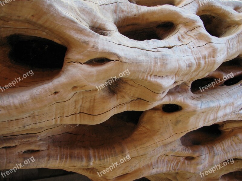 Olive Tree Bark Bark Olive Macro Free Photos