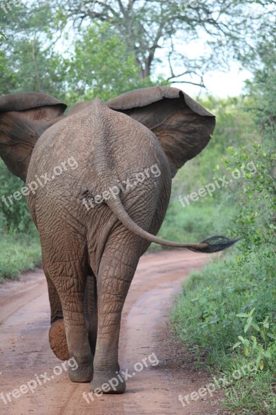 Elephant Africa Wild Wildlife Park