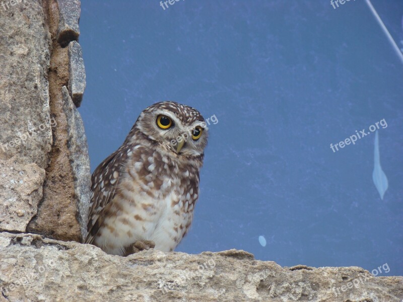 Owl Forte Dos Reis Magos Christmas Brazil Great River Of The North