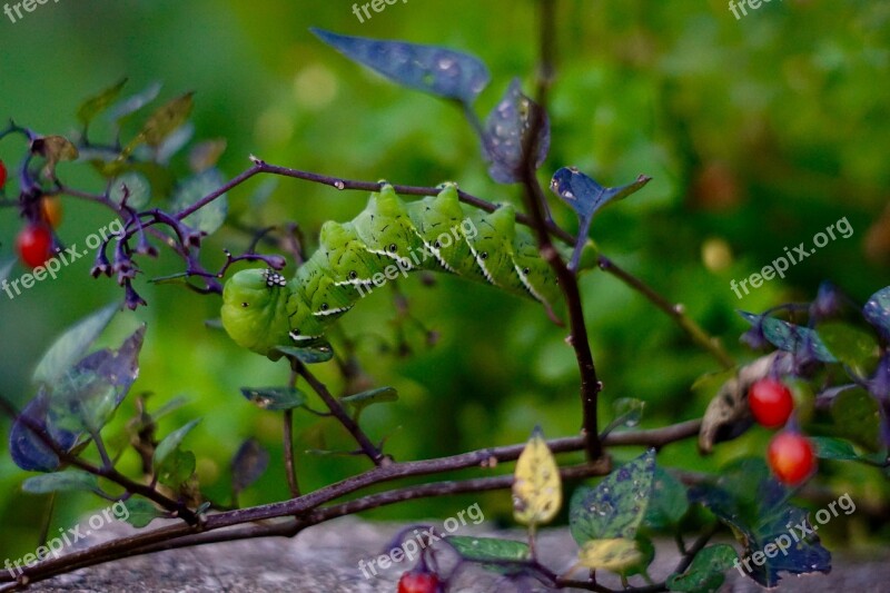 Caterpillar Bug Berries Larva Insect