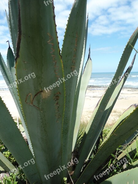 Agave Plant Mar Beach Beach Towers