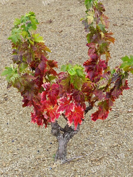 Vineyard Slaty Ground Slate Priorat Autumn