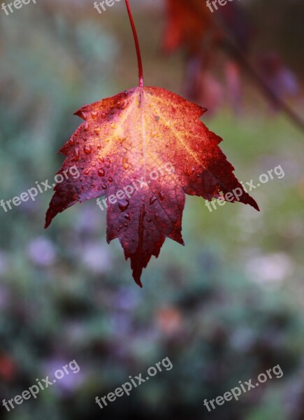 Fall Leaf Color Red Yellow