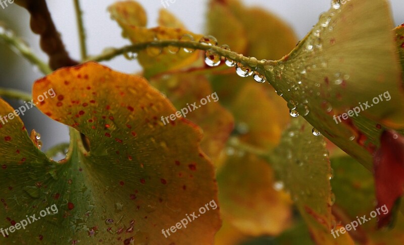 Water Drops Drip Fall Leaves Rain