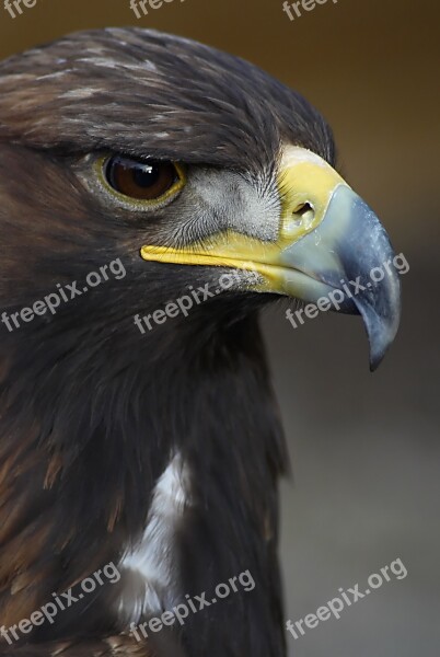 Eagle Head Bird Beak Free Photos