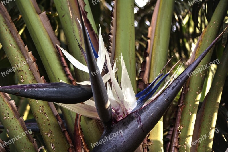 Strelitzia Hardy Flower Lines Free Photos