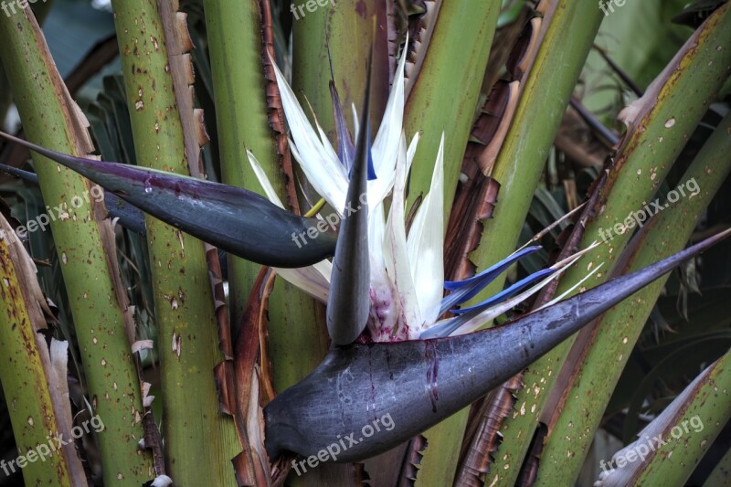 Strelitzia Flower Hardy Lines Free Photos