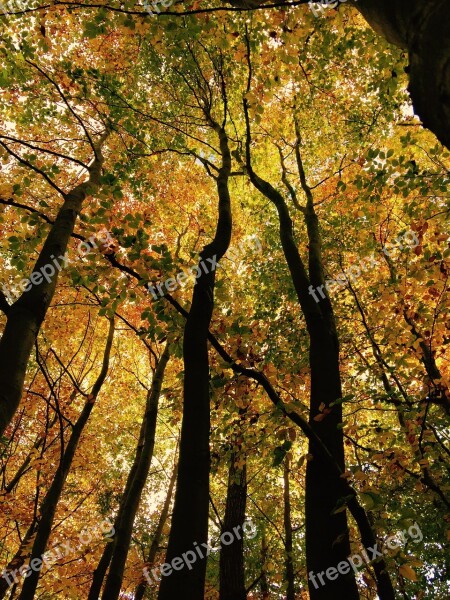 Leaf Crown Tree Autumn Nature