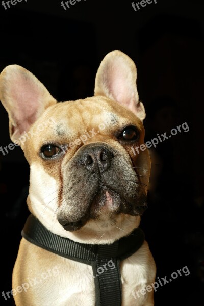 French Bulldog Bulldog Dog Cute Animal