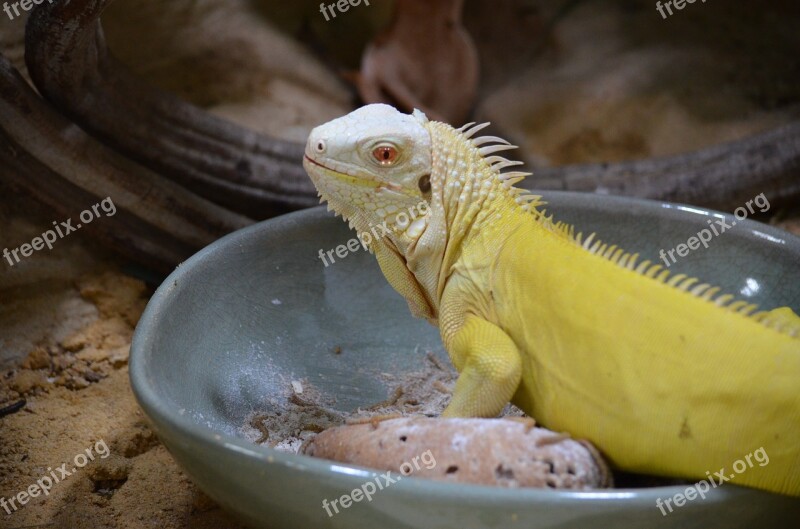 Reptile Terrarium Animal Lizard Close Up